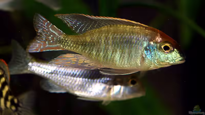 Aquarien mit Lethrinops sp. "red cap"