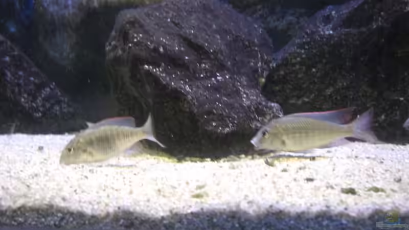 Lethrinops sp. Itungi Red Cap Pärchen von Matoba (63)