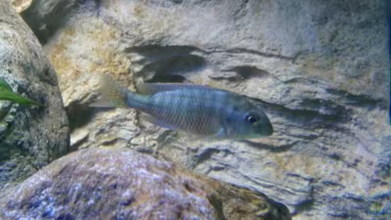 Einrichtungsbeispiele mit Lethrinops