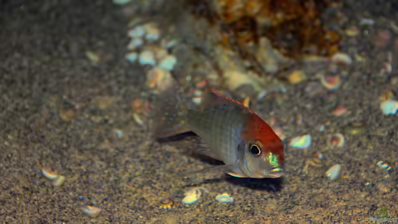 Lethrinops sp. ´red cap´ mdoka nachziehendes Männchen von Sebastian O. (37)