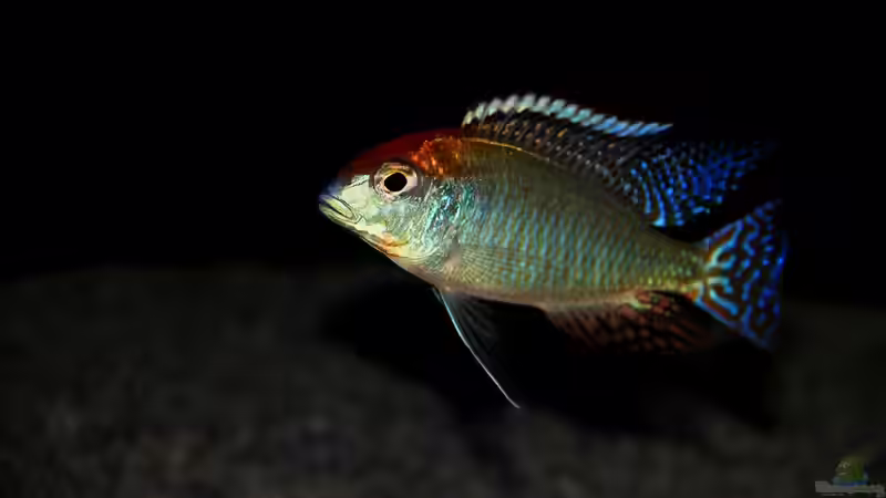 Lethrinops sp. ´red cap´ mdoka von Sebastian O. (28)