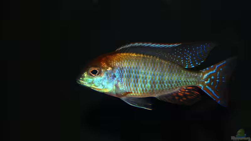 Lethrinops sp. ´red cap´ mdoka von Sebastian O. (29)