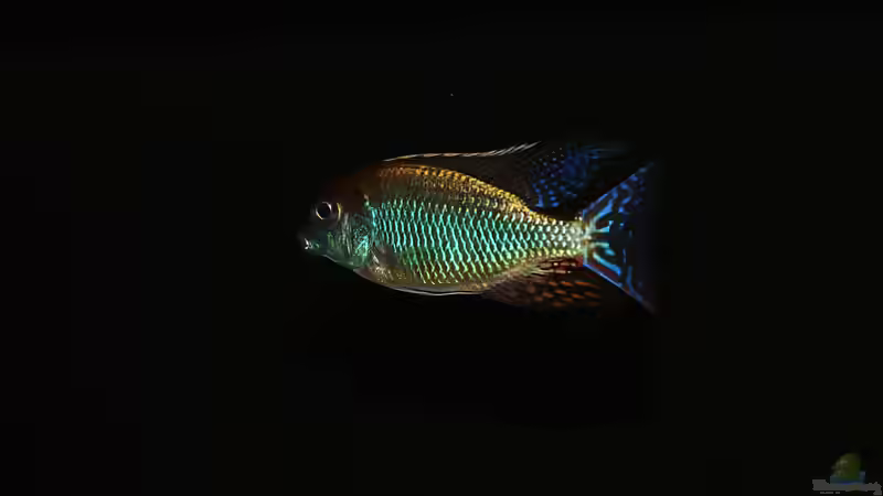 Lethrinops sp. ´red cap´ mdoka von Sebastian O. (32)