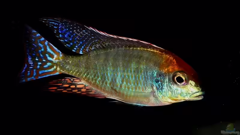 Lethrinops sp. ´red cap´ mdoka von Sebastian O. (33)