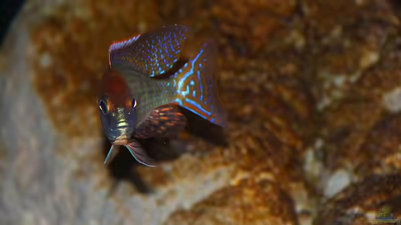 Lethrinops sp. ´red cap´ mdoka von Sebastian O. (34)