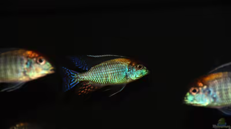 Lethrinops sp. ´red cap´ mdoka von Sebastian O. (35)