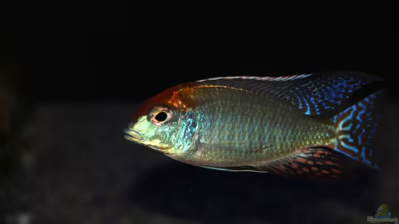 Lethrinops sp. ´red cap´ mdoka von Sebastian O. (36)