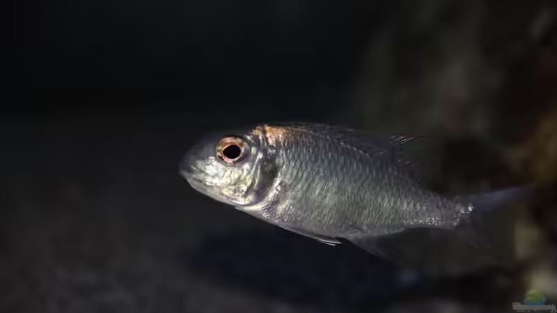 Aquarien mit Lethrinops sp. "red cap"
