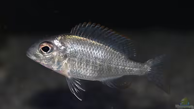 Lethrinops sp. ´red cap´ mdoka Weibchen von Sebastian O. (43)