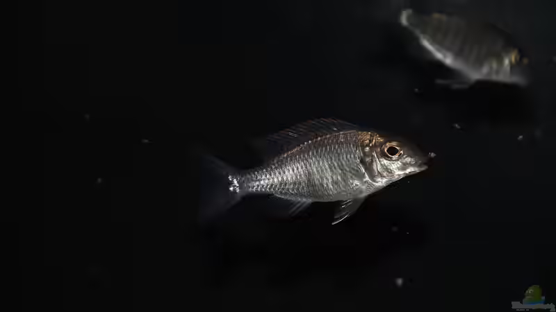 Lethrinops sp. ´red cap´ mdoka Weibchen von Sebastian O. (44)