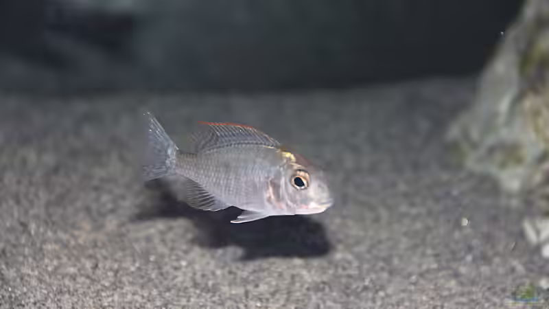 Einrichtungsbeispiele mit Lethrinops