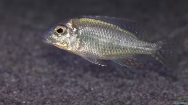 Aquarien mit Lethrinops sp. "red cap"