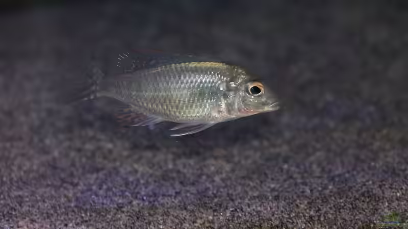 Aquarien mit Lethrinops sp. "red cap"