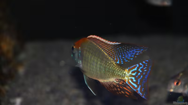 Einrichtungsbeispiele mit Lethrinops