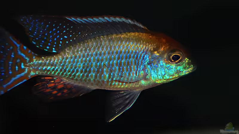 Einrichtungsbeispiele mit Lethrinops