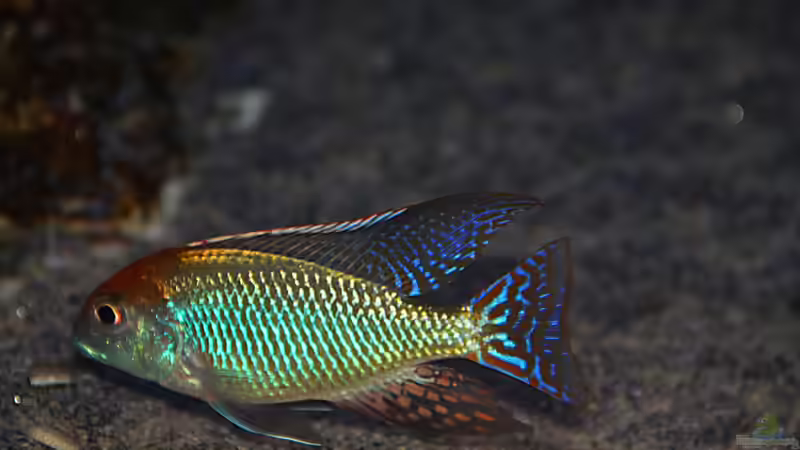 Aquarien mit Lethrinops sp. "red cap"