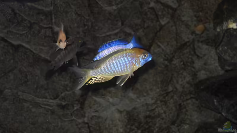 Lethrinops sp. yellow collar masimbwe von Dr. Manhattan (22)