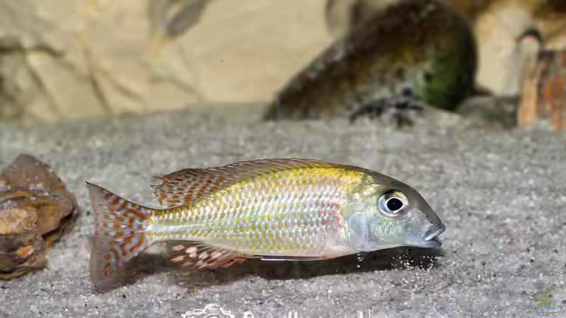 Letrinops Albus Khande (m) von Martin Pröll (9)