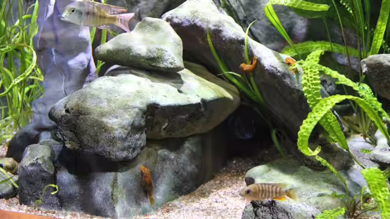 Letrinops marginatus und Ancistrus sp. von aquabert (37)