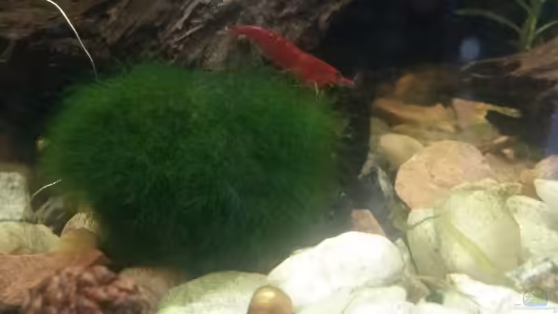 letzte  ausgewachsene red fire  von Ceylon (17)