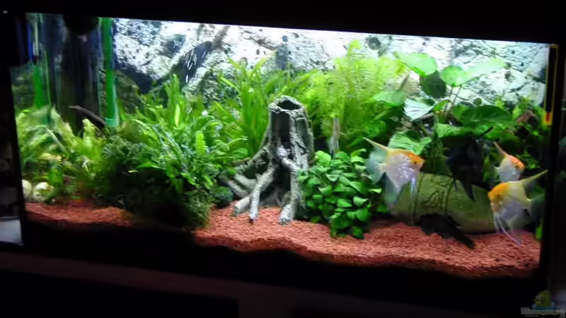 Letzte Aquarium Rio 200 Selbe Besatz wie Jetzt von Marc Scheer (3)