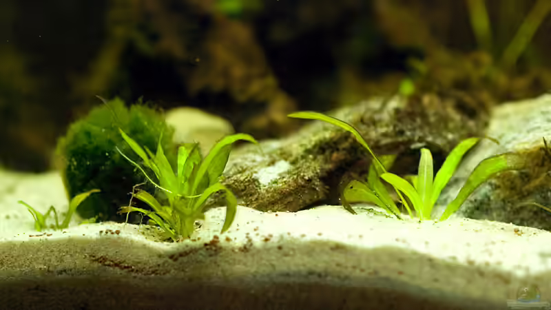 Letzte Reste der Echinodorus :D von Benjamin Hamann (9)