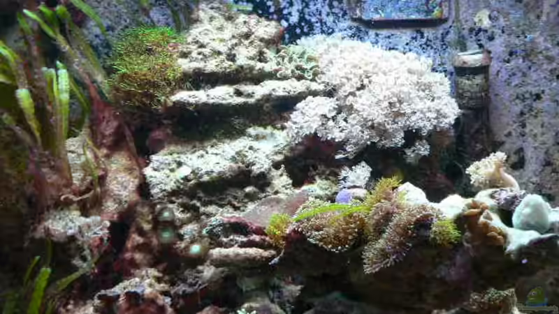 letzter Stand II von Zapfenmanderl (4)