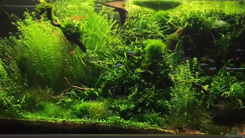 Letztes Hauptbild von Torsten Franke (1)