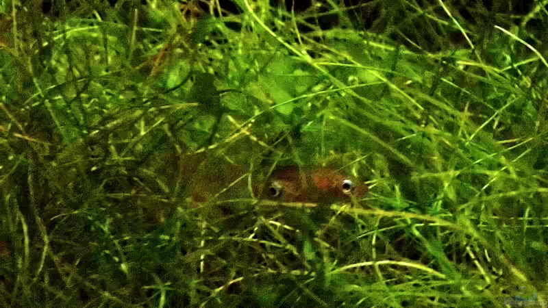 Leuchtaugen bei der Balz und Eiablage von snooze (62)