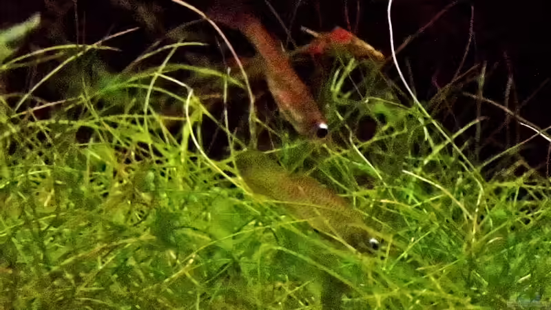 Leuchtaugen bei der Balz und Eiablage von snooze (63)