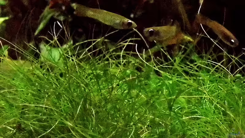 Leuchtaugen bei der Balz und Eiablage von snooze (65)