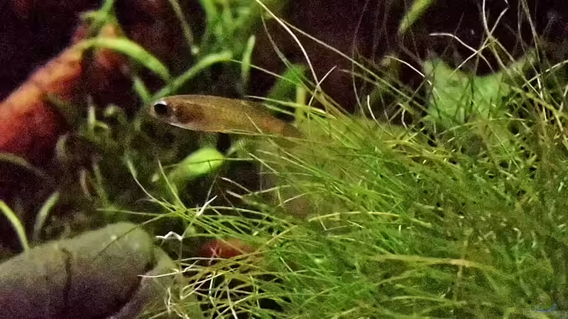 Leuchtaugen Weibchen nach der Eiablage von snooze (66)