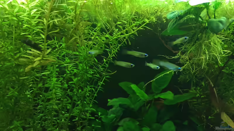 Leuchtaugenfische von DavidK31 (18)