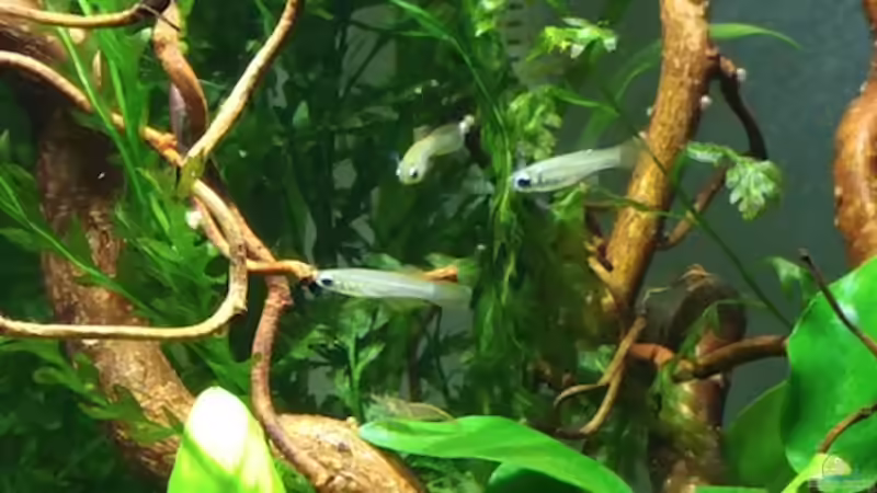 Leuchtaugenfische von Kuller (9)