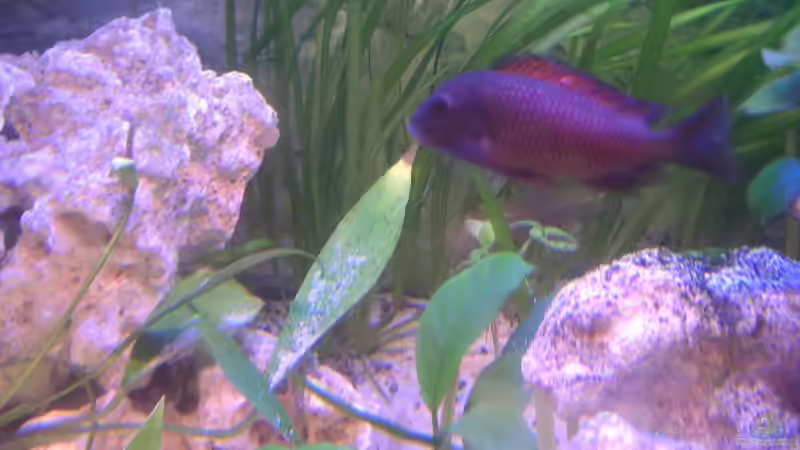 Leuchtende Farben von Thomas Schlechter (12)