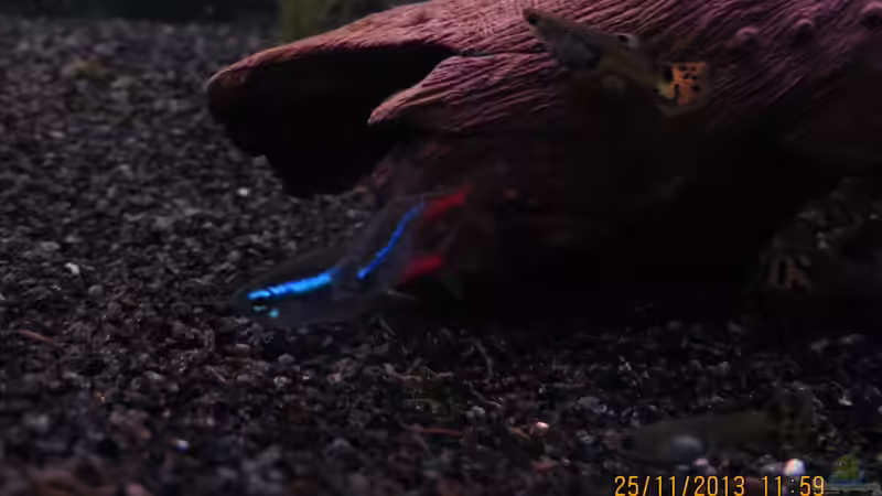 leuchtende Neonsalmler von janine wolf (11)