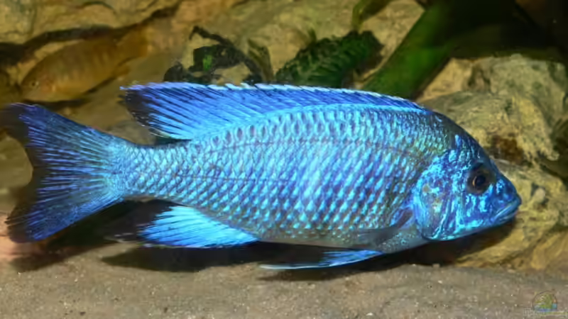 Leuchtendes Blau.... von Christian Klar (40)