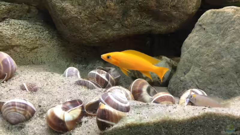 Leuleupi von Crenii (11)