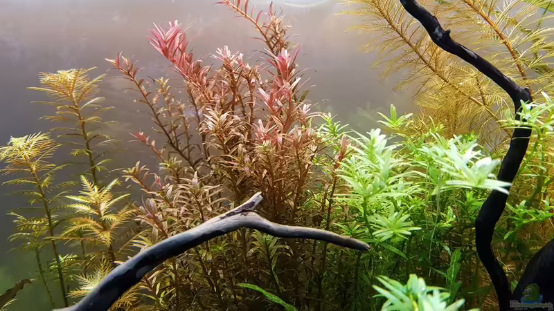 Li -> Re: Proserpinaca palustris, Rotala colorata, Rotala green, Myriophyllum cf. von YoshiMaus (26)