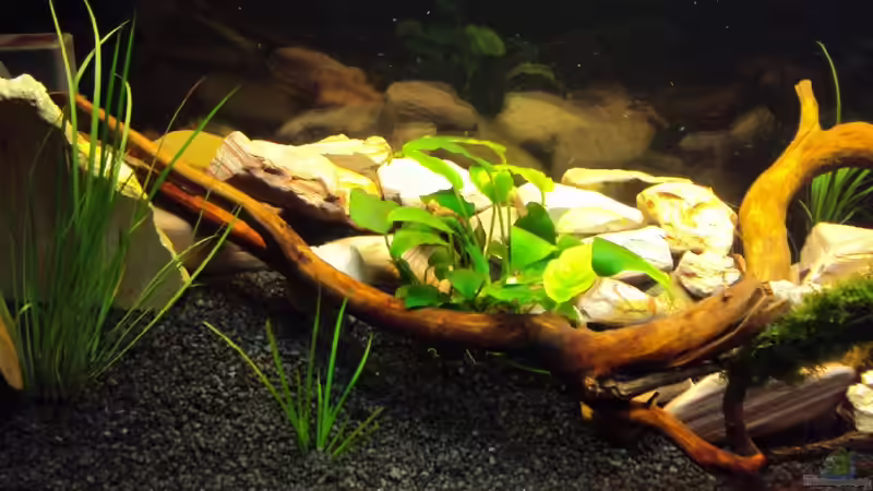 li. AQ-Hälfte von Fabian Kühn (6)