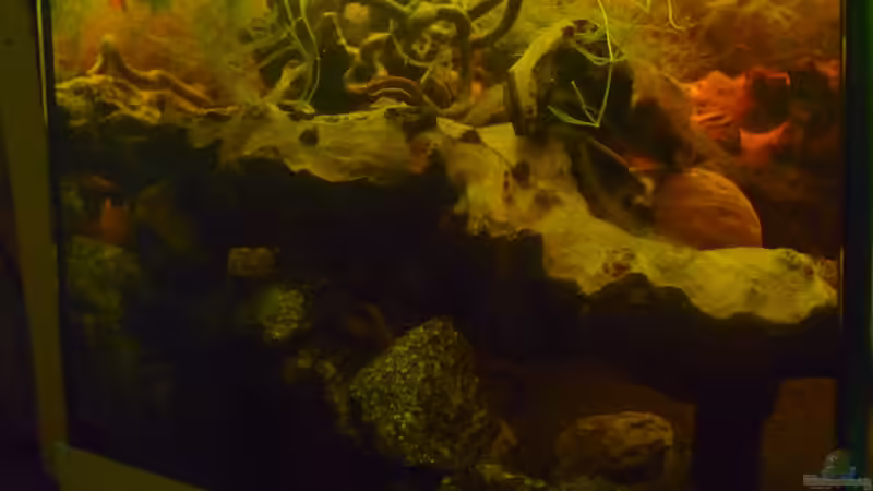 li Seite seitenansicht von Rootsman (18)