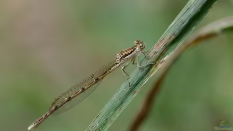 Libelle des Jahres - Ein Blick auf die faszinierenden Insekten-Botschafter