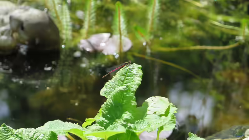 Libelle von Thomas Limberg (32)