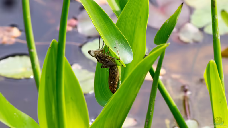 Libellenlarve (Vierfleck oder Plattbauch?) von Acki50 (36)