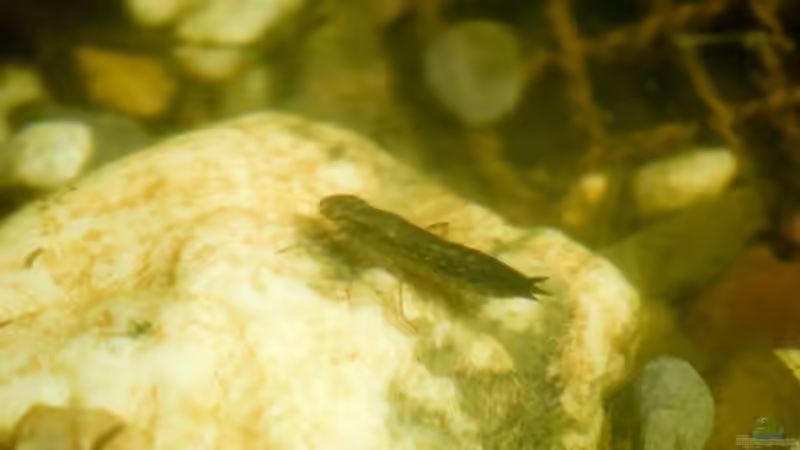 Libellenlarven aus dem Teich entfernen oder nicht?