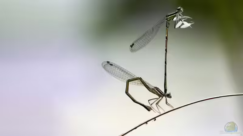 Libellenlarven im Teich – Bedeutung, Lebensweise und Wechselwirkungen mit Wasserpflanzen