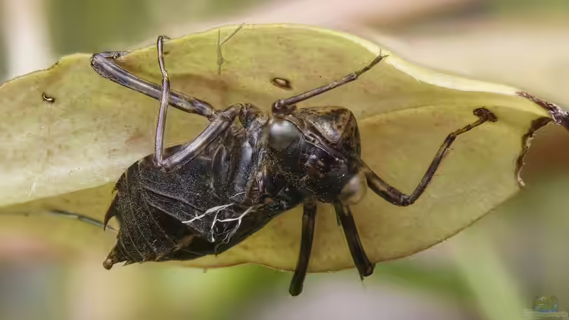 Libellenlarven im Winter: Wie sie im Teich überdauern