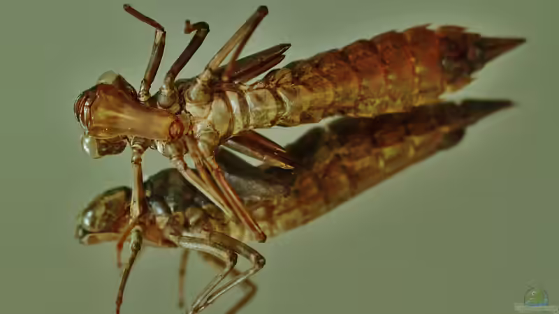 Libellenlarven im Winter: Wie sie im Teich überdauern