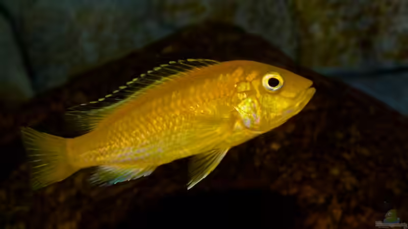 Libidochromis Caeruleus Yellow von Cruiser Bruno (102)