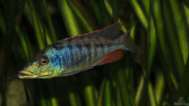 Lichnochromis acuticeps Bock von Crenii (41)